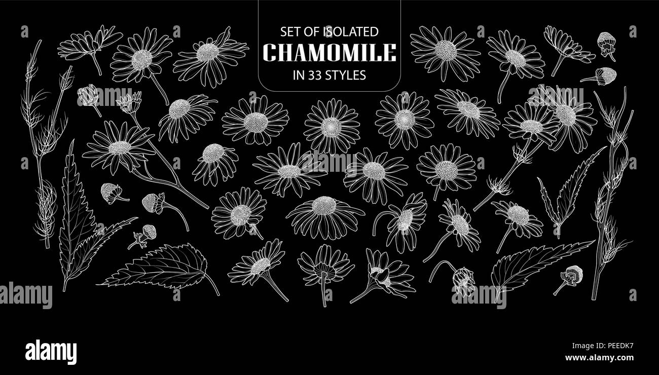 Set of isolated chamomile in 33 styles. Cute hand drawn flower vector illustration only white outline on black background. Stock Vector