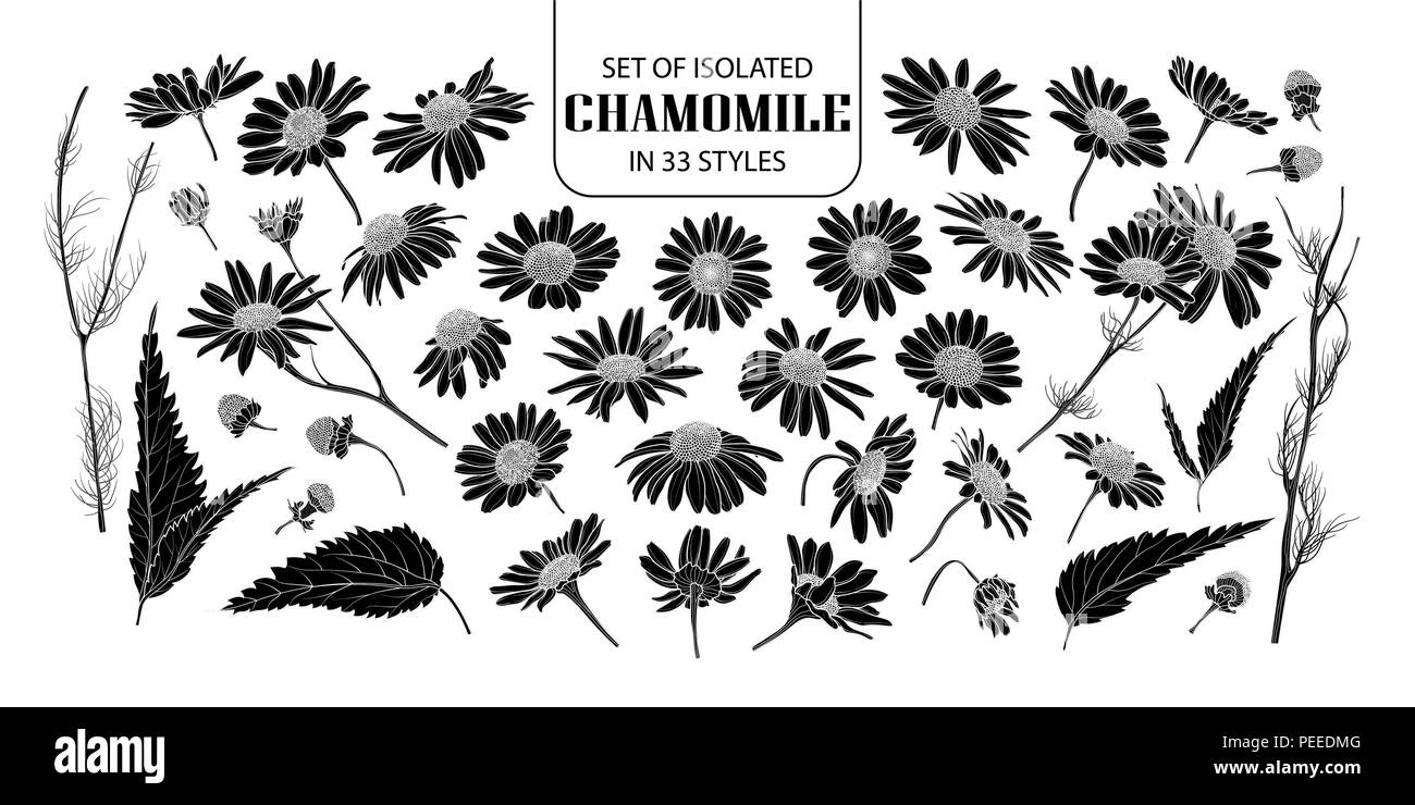 Set of isolated silhouette chamomile in 33 styles. Cute hand drawn flower vector illustration in white outline and black plane on white background. Stock Vector