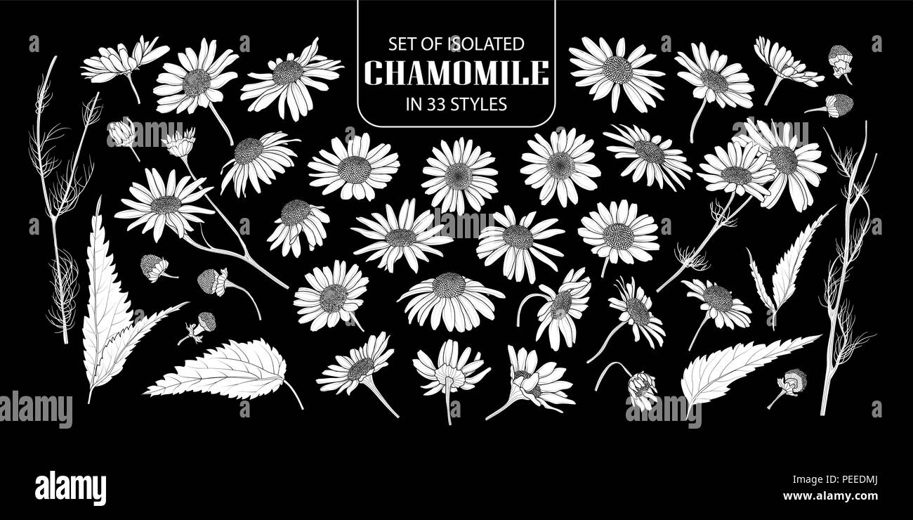 Set of isolated white silhouette chamomile in 33 styles. Cute hand drawn flower vector illustration in white plane without outline on black background Stock Vector