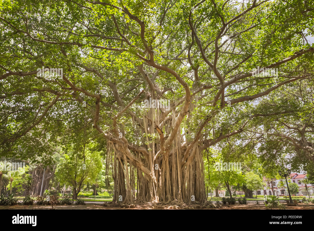 Banyan tree havana hires stock photography and images Alamy