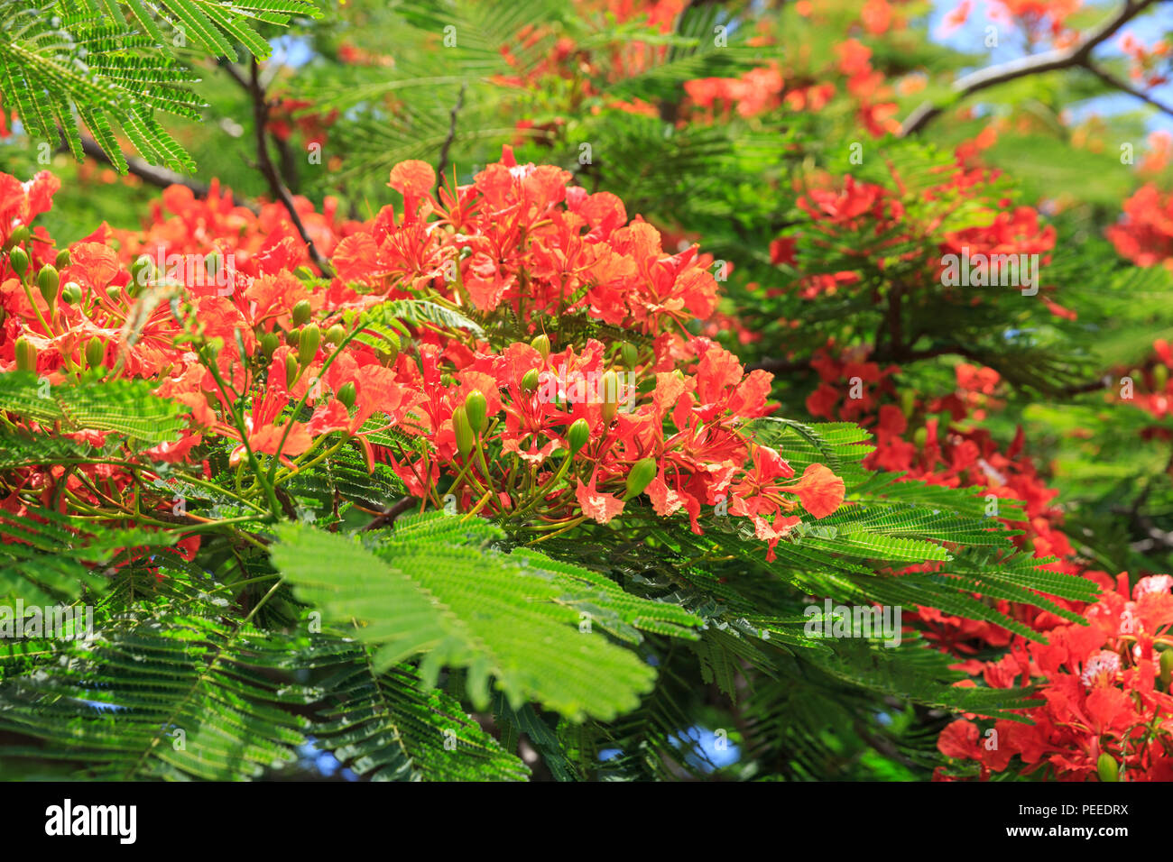 A Flamboyant or Flame Tree (Delonix Regia, Royal Poinciana) in full red flower blossom, close up of flowers, Cuba Stock Photo