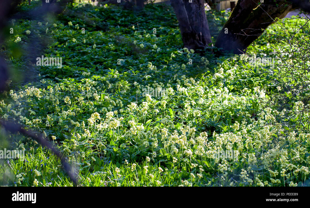 Oxlip (Primula elatior) growth Stock Photo