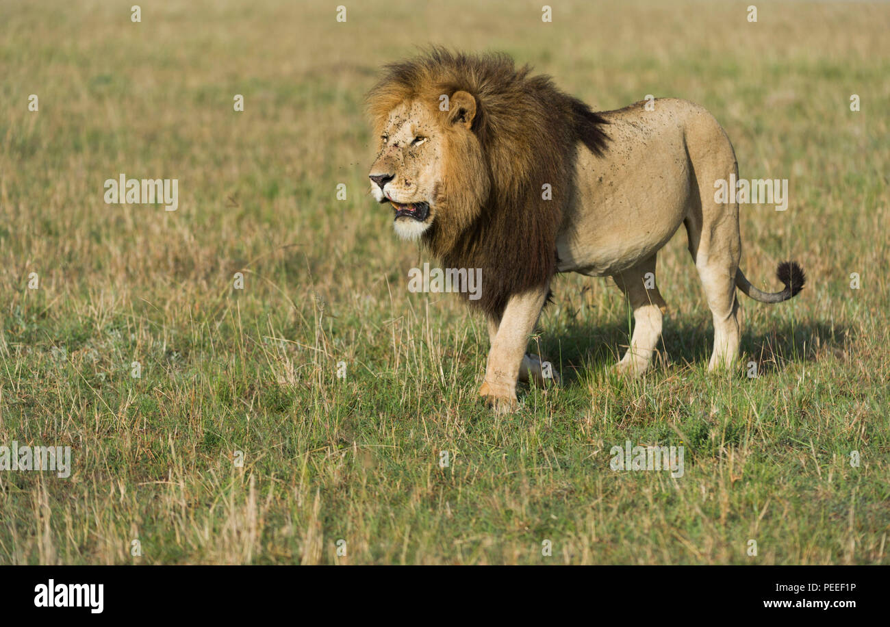 Adult Male Lion Masai Mara Kenya Stock Photo - Alamy