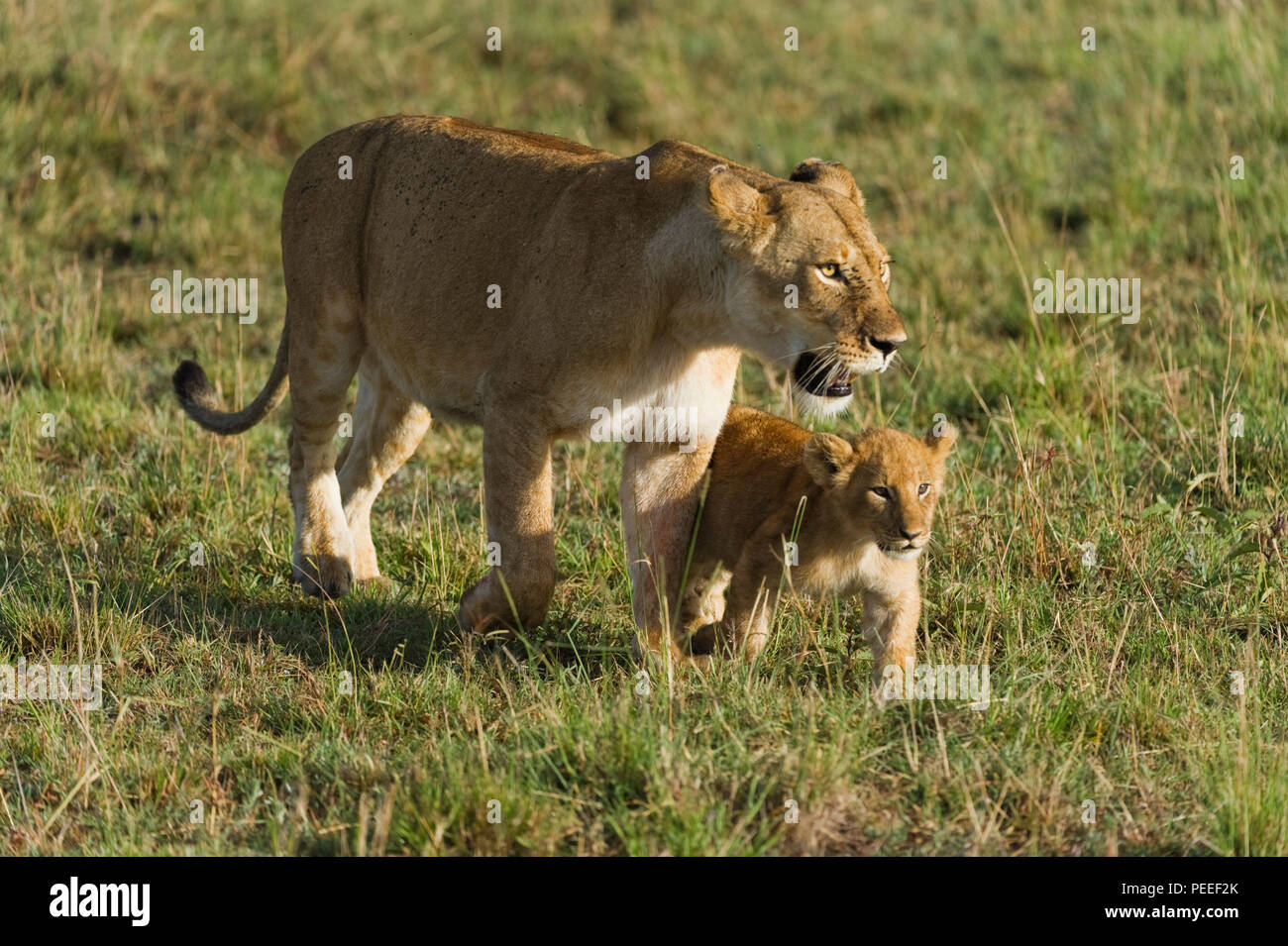 Lioness with cubs maasai mara hi-res stock photography and images - Alamy