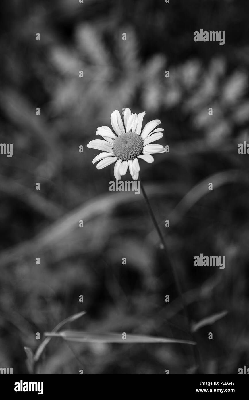 Wild Daisy Black and White Stock Photo Alamy