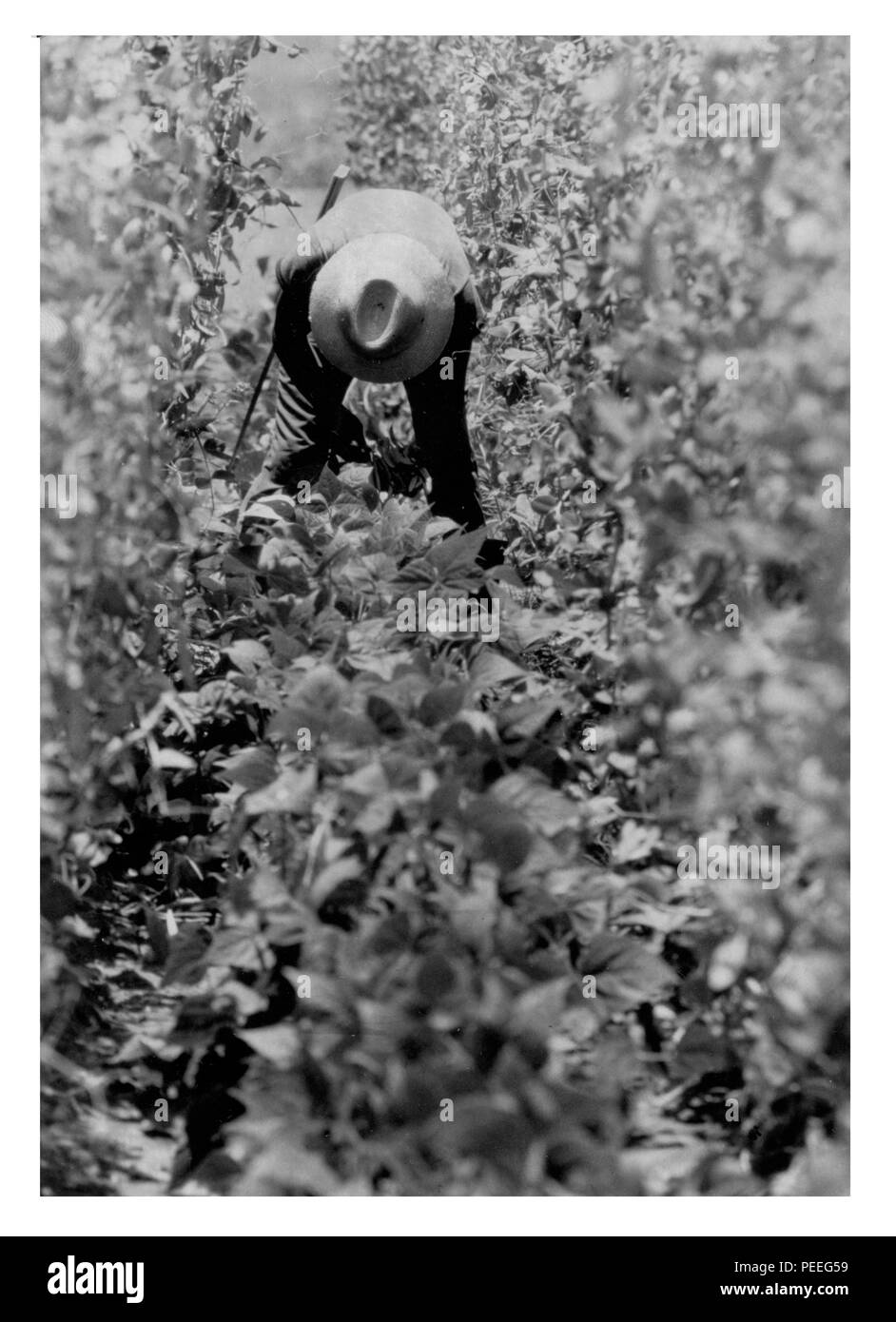 Worker tending to crops.   Photo by Barry Fitzgerald, 1985. Stock Photo
