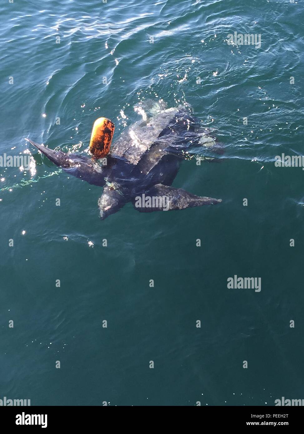 Coast Guard rescue crews from Station Menemsha on Martha's Vineyard along with a member from The Center for Coastal Studies rescued a leatherback turtle near Nomans Land, Mass., Aug. 14, 2015. The turtle was entangled in fishing line and after being freed, swam away. (U.S. Coast Guard photo) Stock Photo