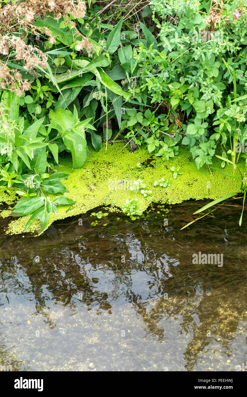 Duckweed floating in still water streamclear Stock Photo