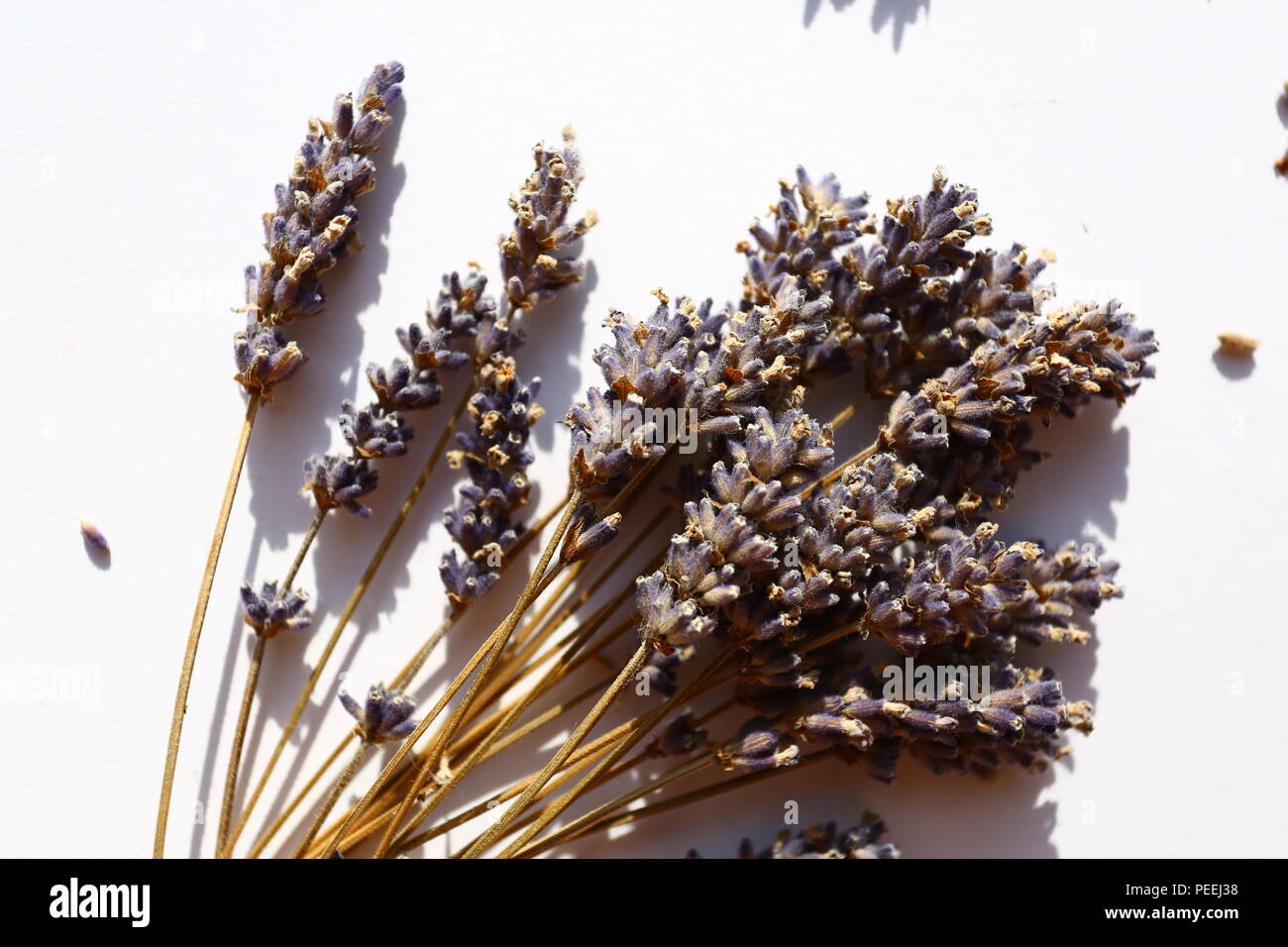 Plants Lavender dried Stock Photo Alamy