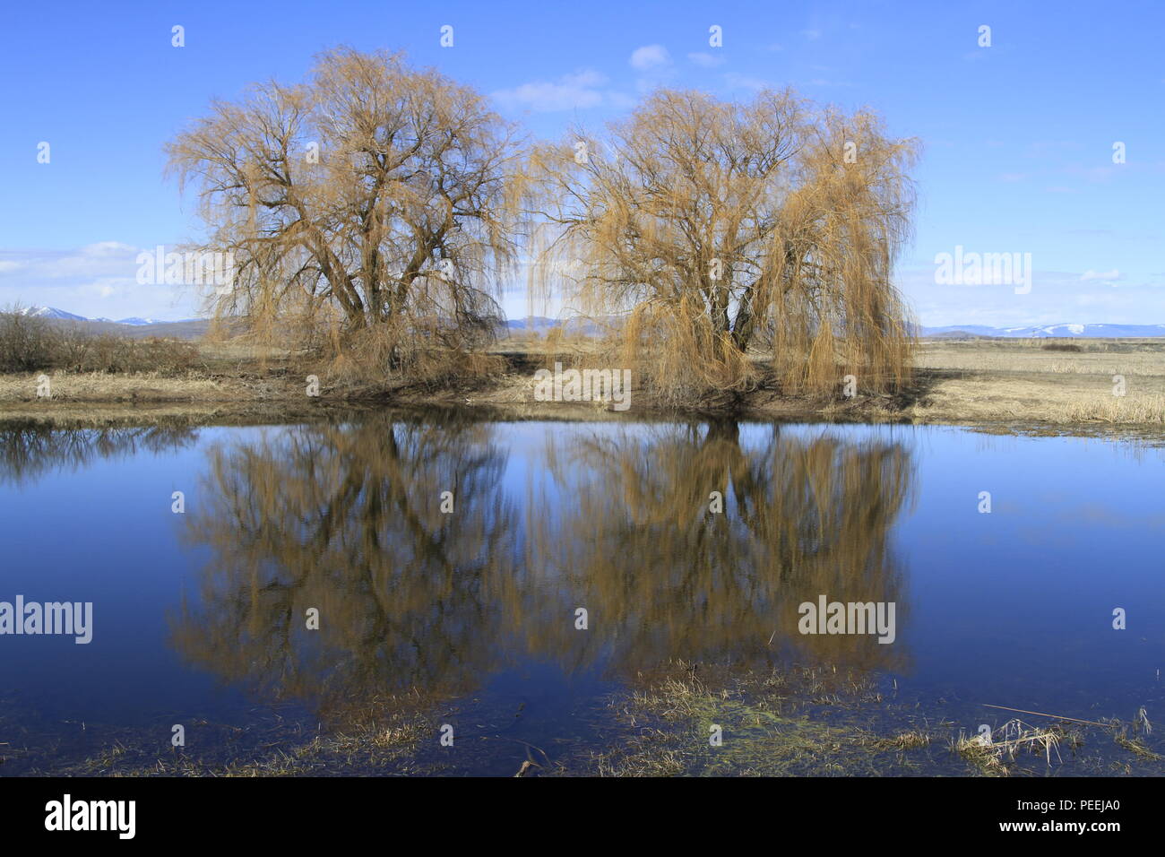 Two willow trees hires stock photography and images Alamy