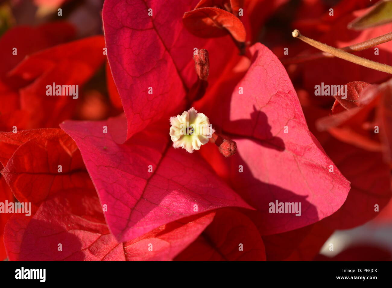 Bougainvillea, close up of red bracts, a flower and two buds. Stock Photo