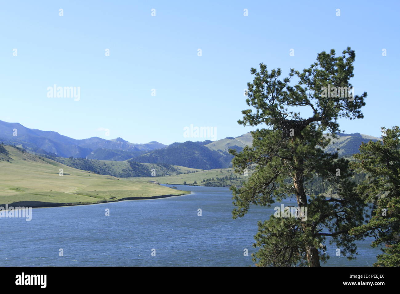 Eagle nest in a ponderosa pine tree, above the Missouri River, Holter