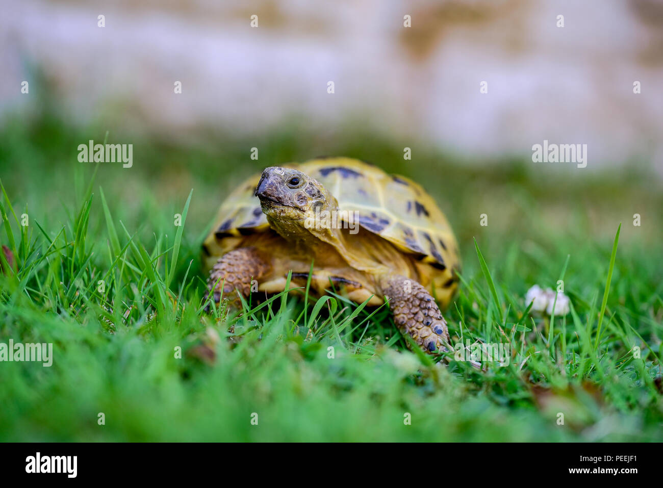 Horsefield tortoise wanders around the garden in search of something to eat Stock Photo