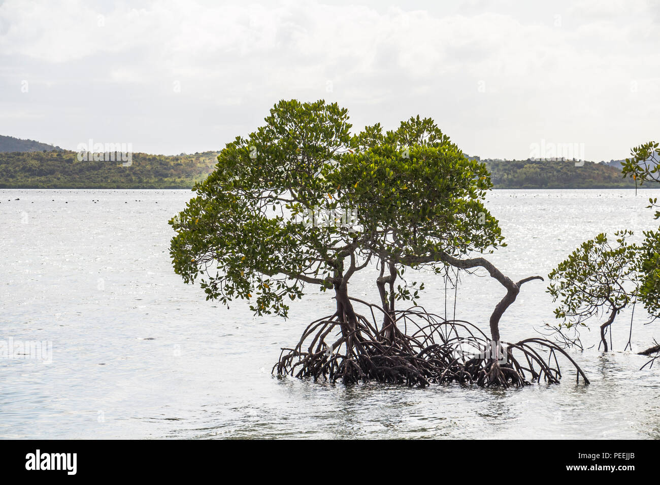 Mangrove tree in the sea water, philippines Stock Photo