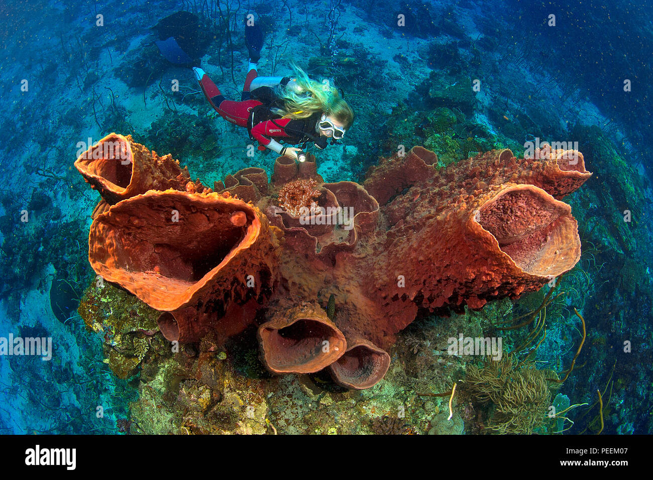 Scuba diver at giant Barrel sponges (Xestospongia testudinaria), Cenderawasih, Irian Jaya, Indonesia Stock Photo