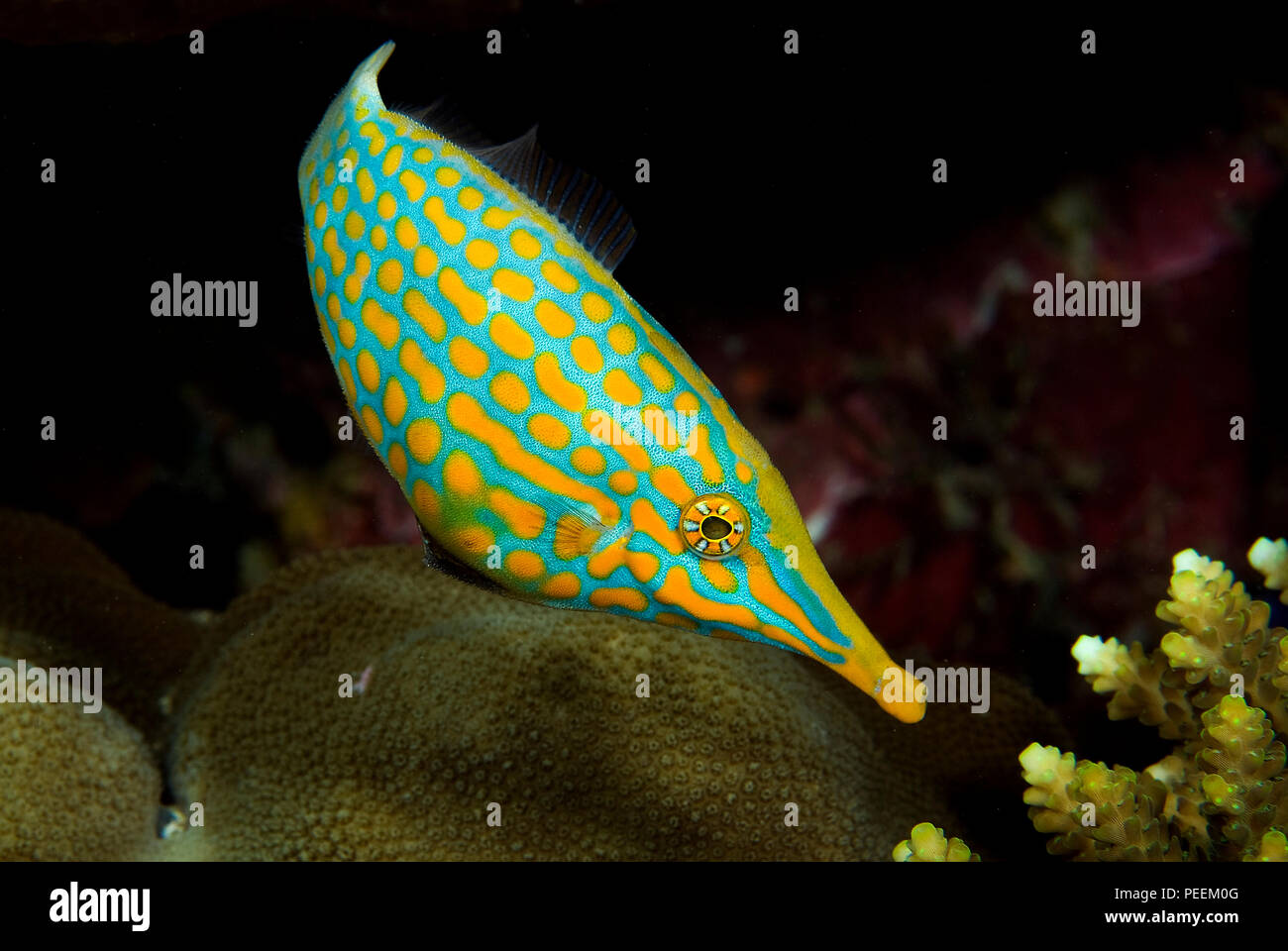 Coral filefish, Longnose filefish or  Beaked Leatherjacket (Oxymonocanthus longirostris), Papua New Guinea Stock Photo