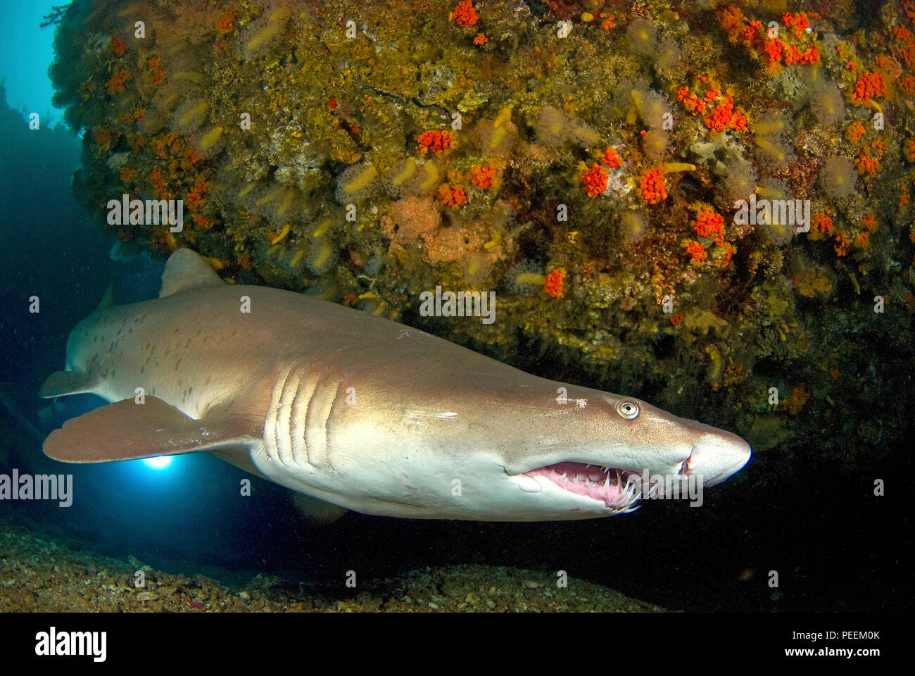 Ragged tooth shark (Carcharias taurus synonym Eugomphodus taurus), Carcharias taurus), Aliwal Shoals, South Africa Stock Photo