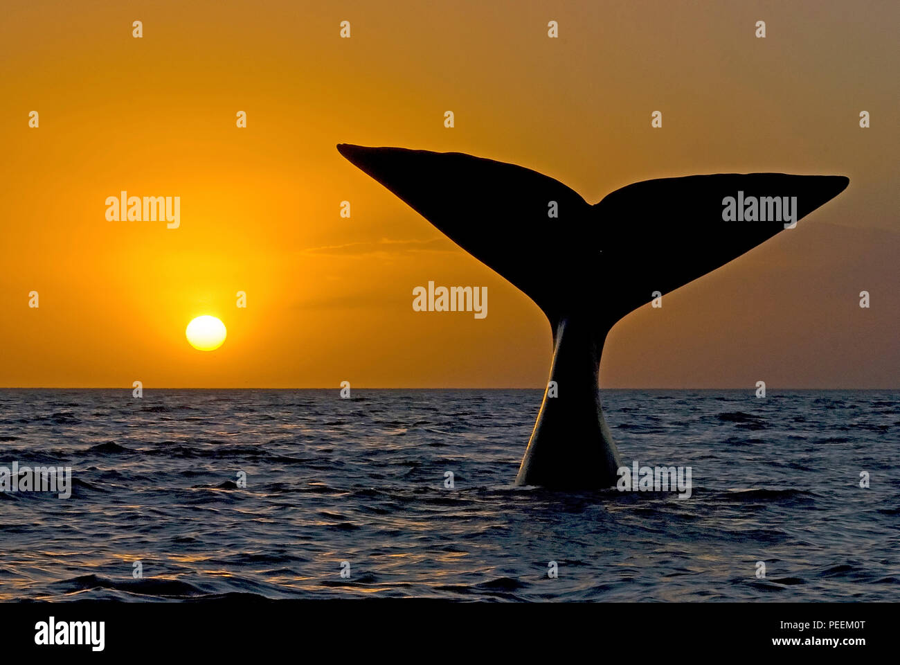 Descending Southern Right Whale (Eubalaena australis), sunset, Valdés peninsula, Argentinia Stock Photo