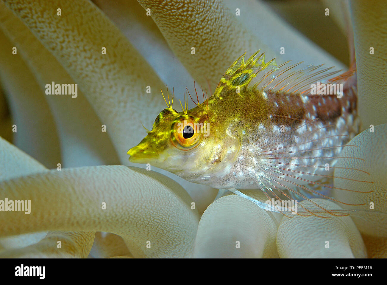 Diamond Blenny (Malacoctenus boehlkei) in a sea anemone, Cayman Islands Stock Photo
