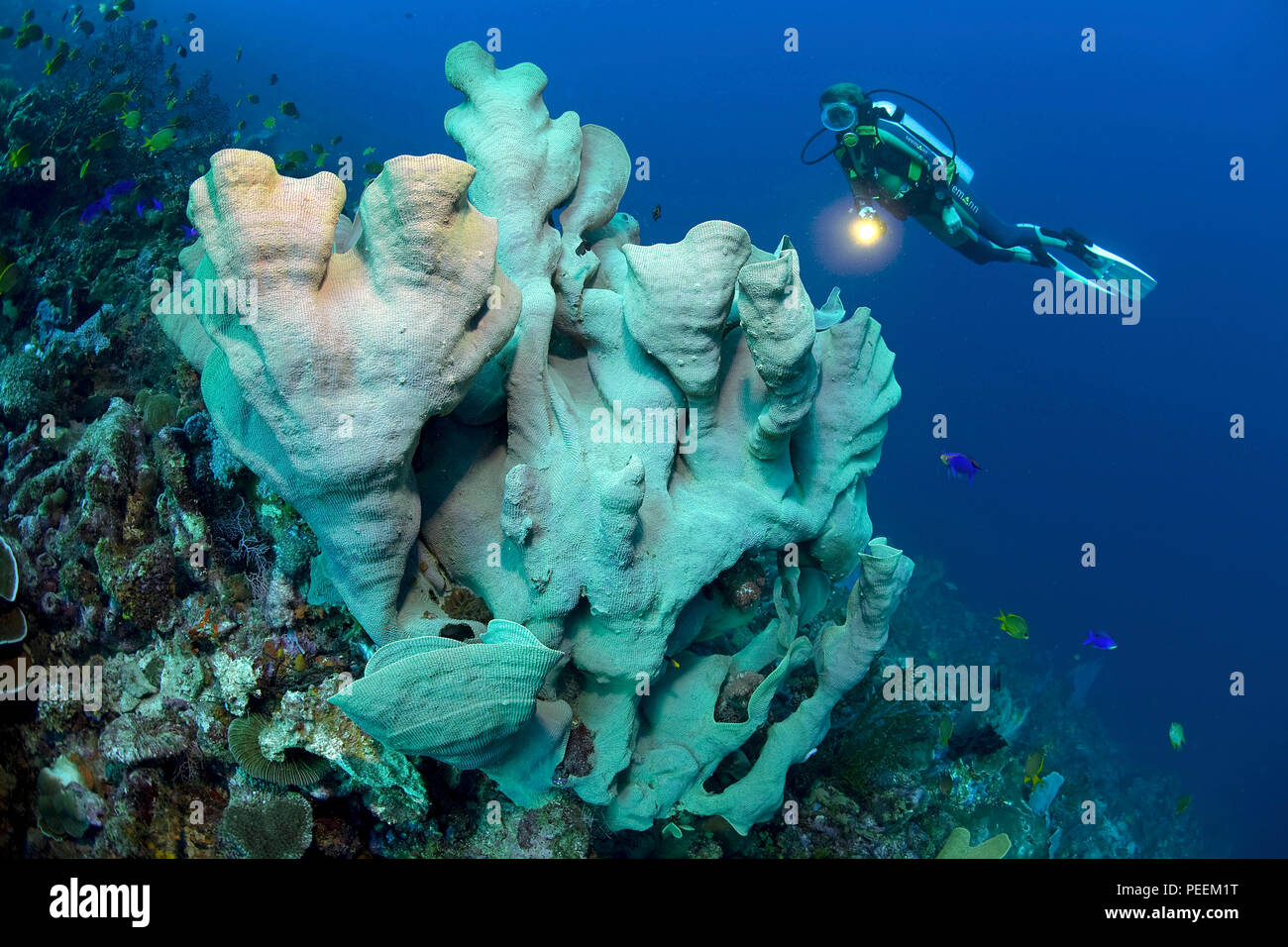 Scuba diver at a Elephant ear sponge (Lanthella basta), Bohol, Visayas, Philippines Stock Photo