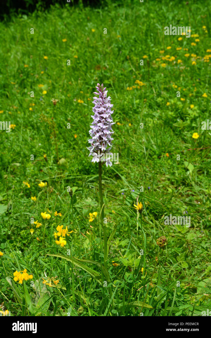 Common Spotted Orchid Stock Photo