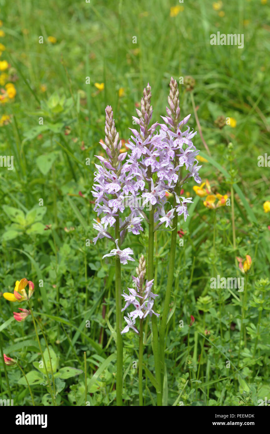 Common Spotted Orchid Stock Photo