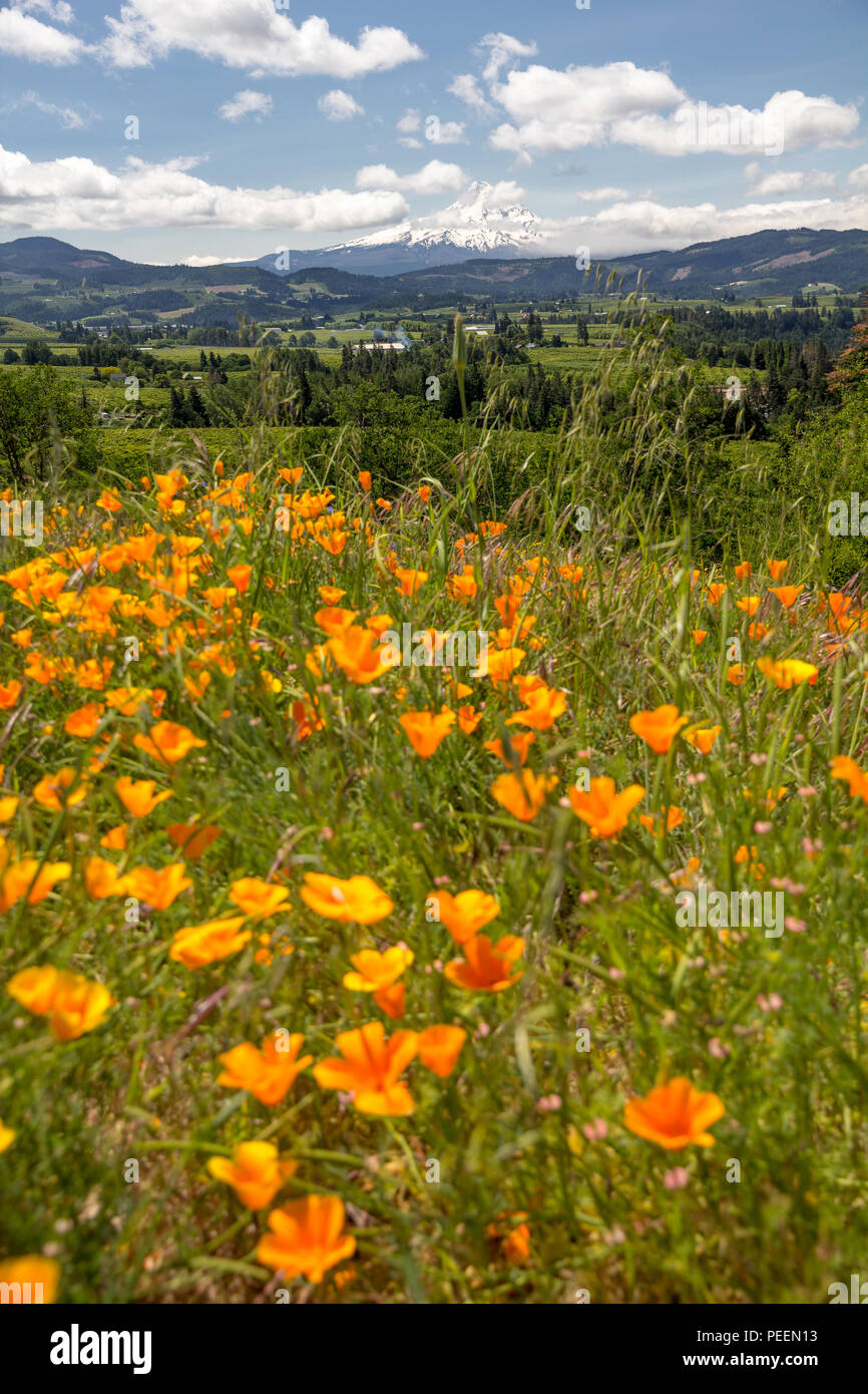 California poppies coast hi-res stock photography and images - Alamy