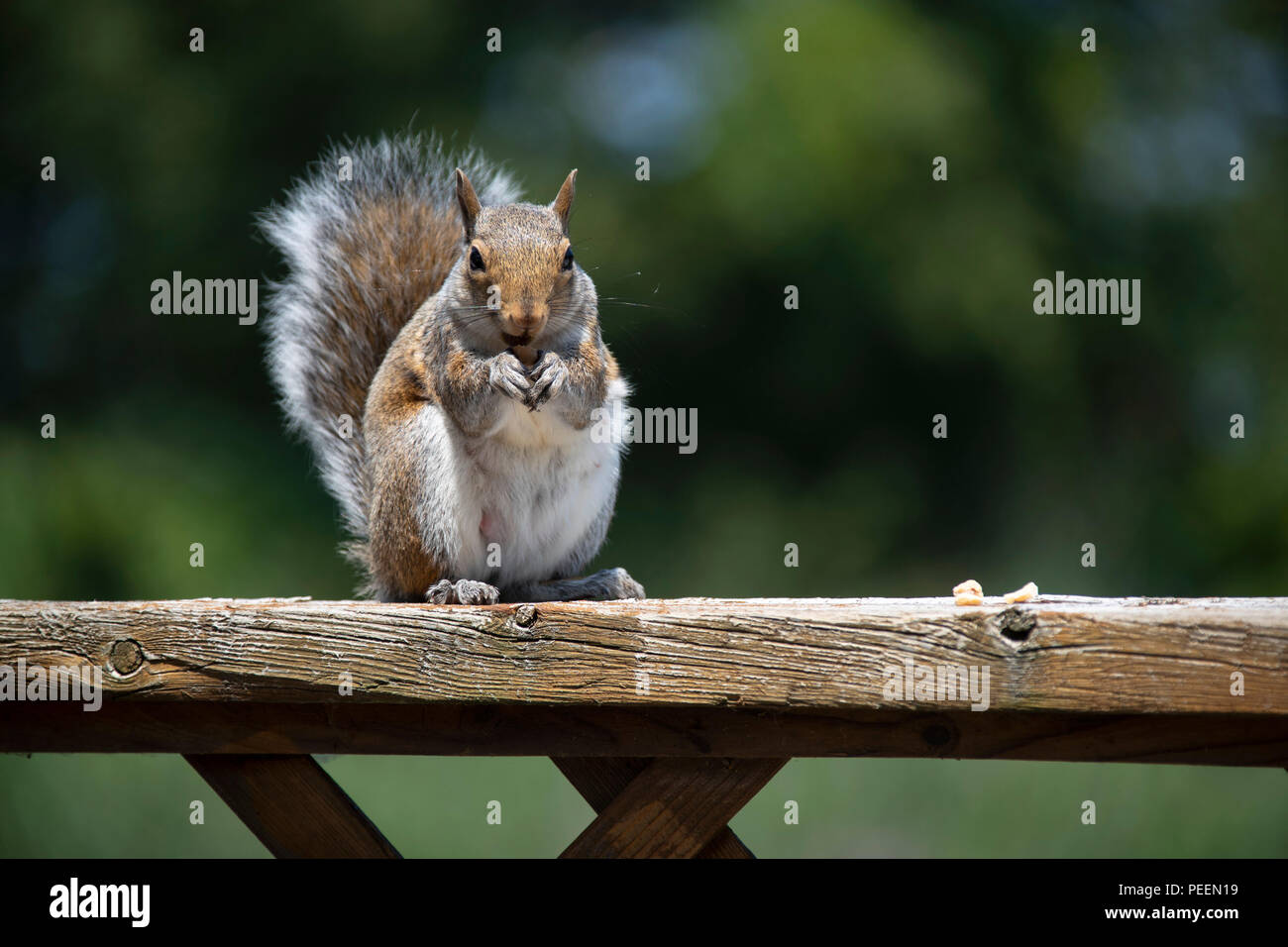 Eastern Gray Squirrel eating a nut while sitting on a wood railing . Stock Photo