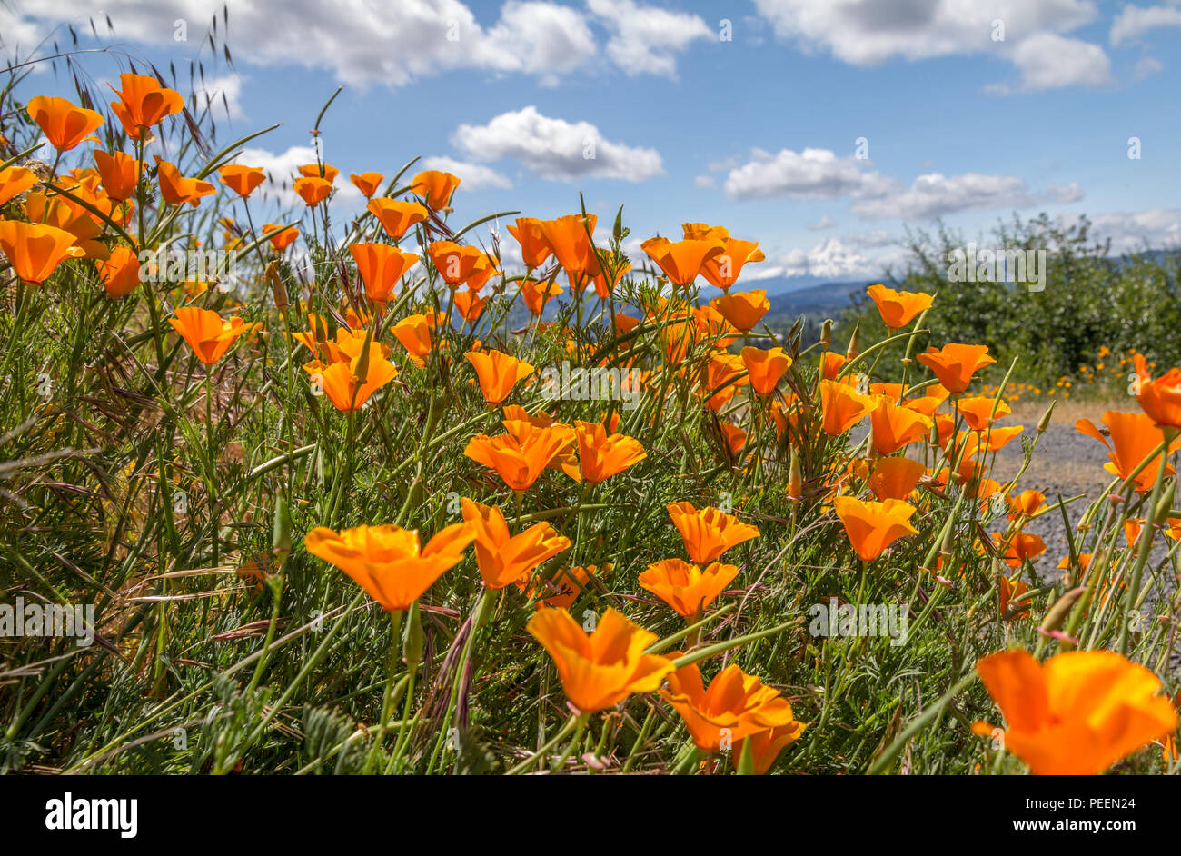 Vibrant orange California Poppies fill bottom left triangle of image. Beyond, blurred by shallow depth-of-field is Oregon's highest peak: Mount Hood Stock Photo