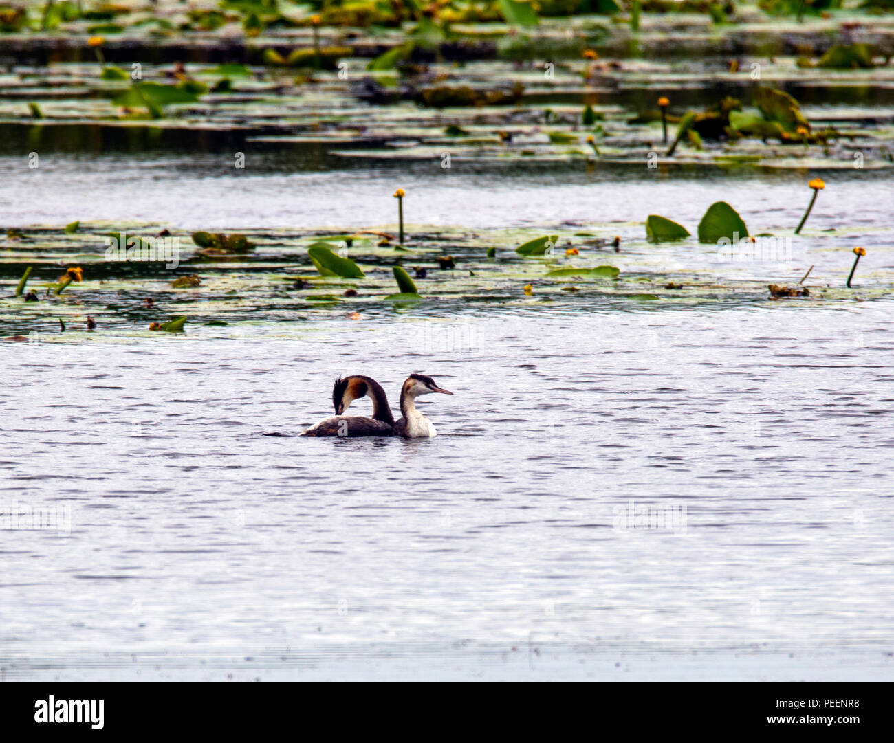 A pair of Greater Crested Grebes (Podiceps cristatus) on Avalon Marshes in Somerset, England Stock Photo