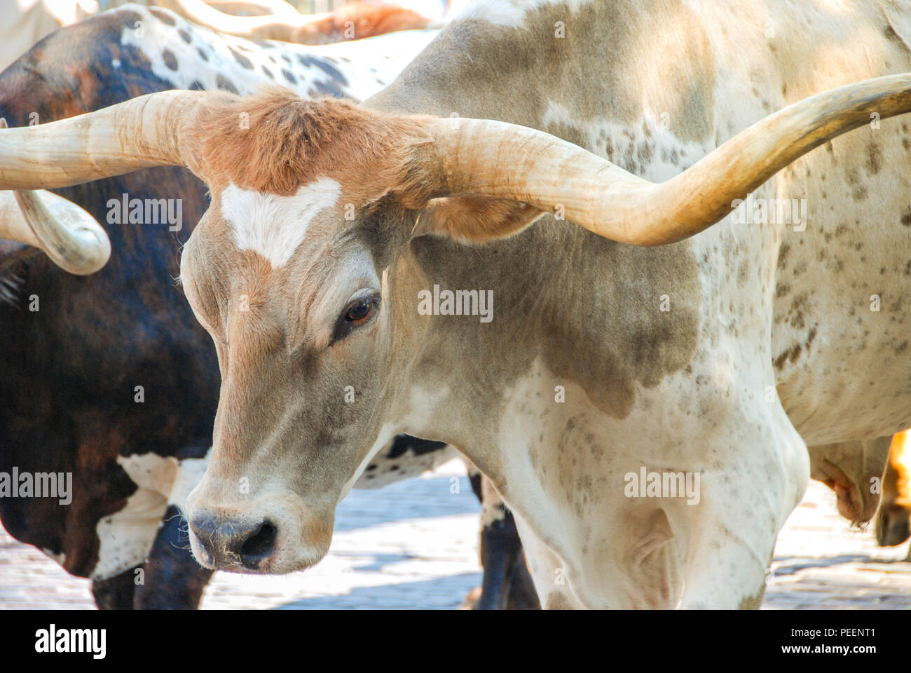 Close up view of a head of cattle at the Fort Worth Stockyards Stock