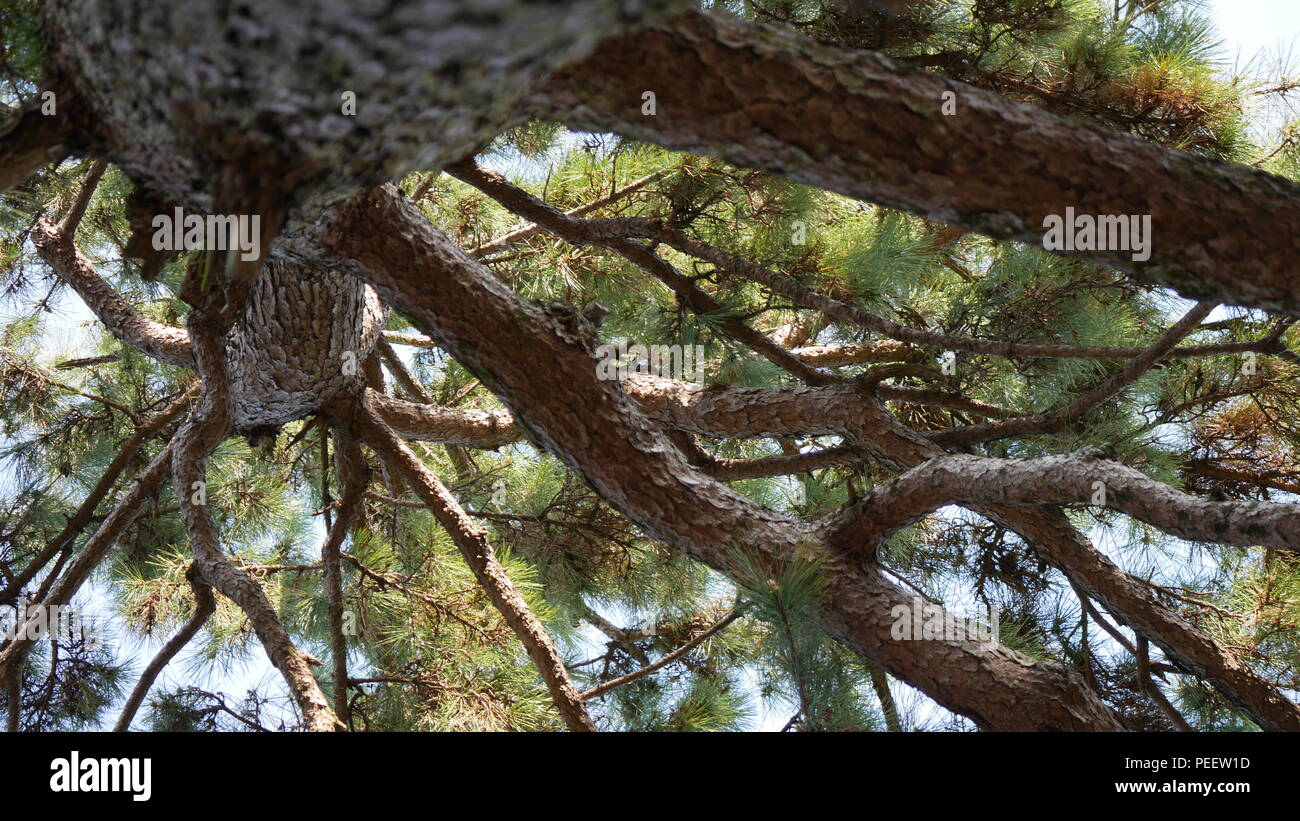 Asleep under the trees Stock Photo