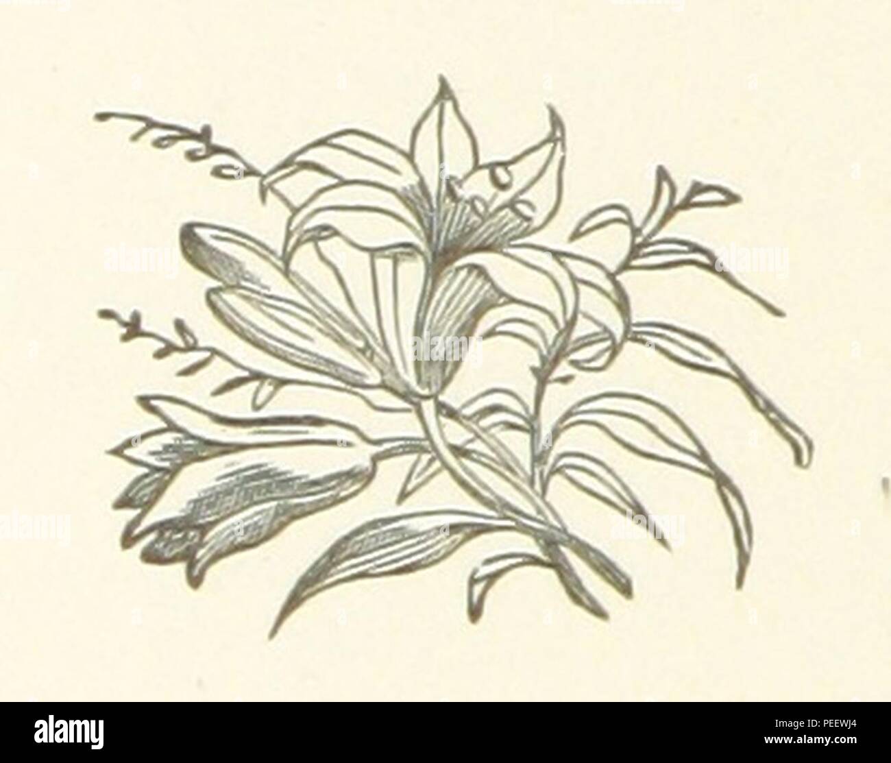 Image taken from page 114 of 'Infelicia' Stock Photo