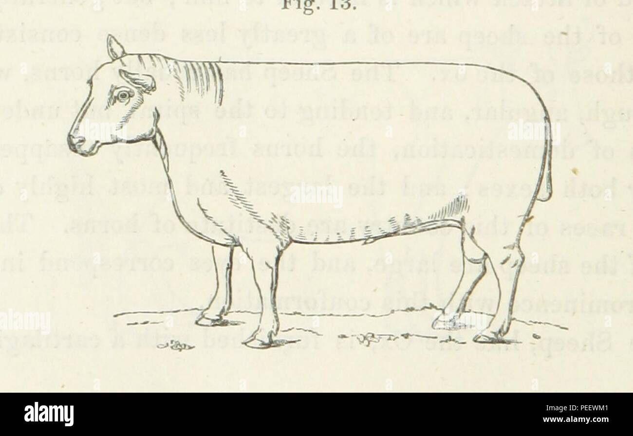 Image taken from page 118 of 'On the Domesticated Animals of the British Islands  comprehending the natural and economical history of species and varieties; the description of the properties of external form, and observations on t 2106. Stock Photo