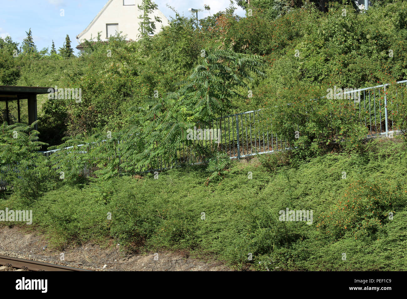 Germany Stuttgart city jungle on the hills and mountains Lush Tropical ...