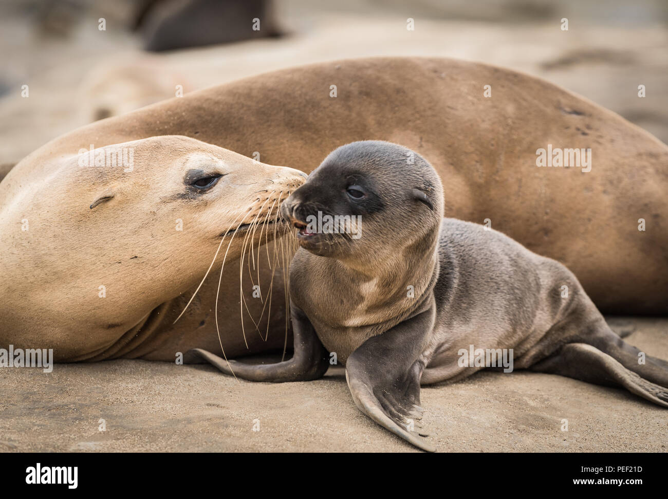 Sea Lion Baby