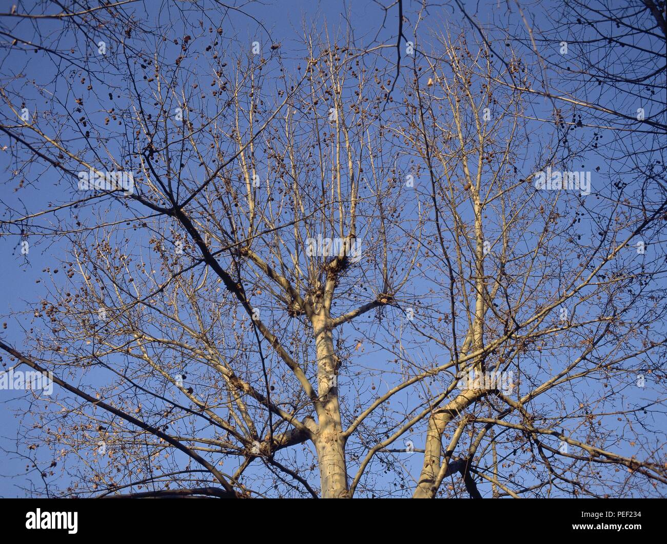 ARBOL PLATANERO SIN HOJAS. Location: EXTERIOR, IBEAS DE JUARROS, BURGOS, SPAIN. Stock Photo