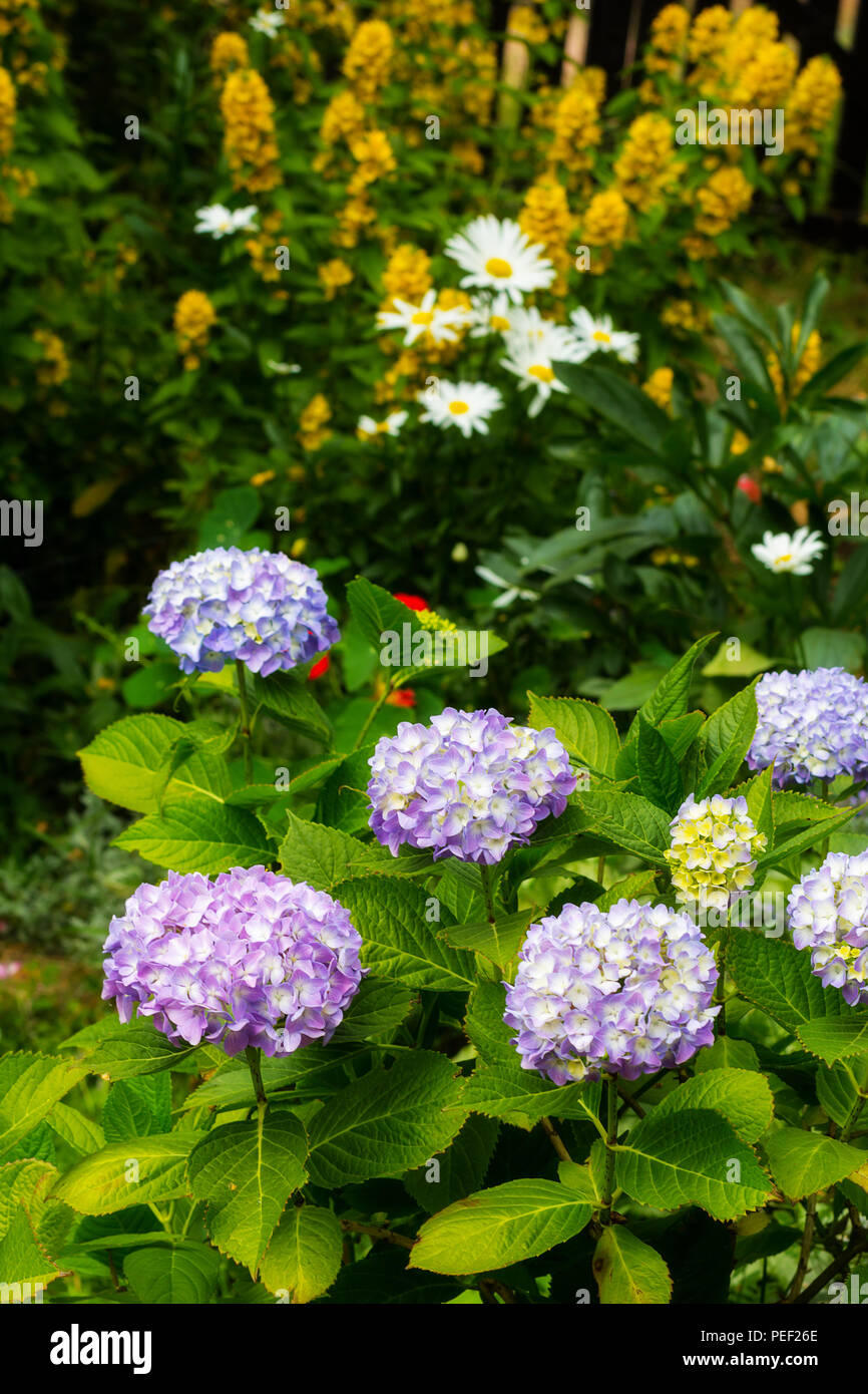 Beautiful Summer Flowers In The Home Garden Blue Hydrangeas And Petunias Stock Photo Alamy