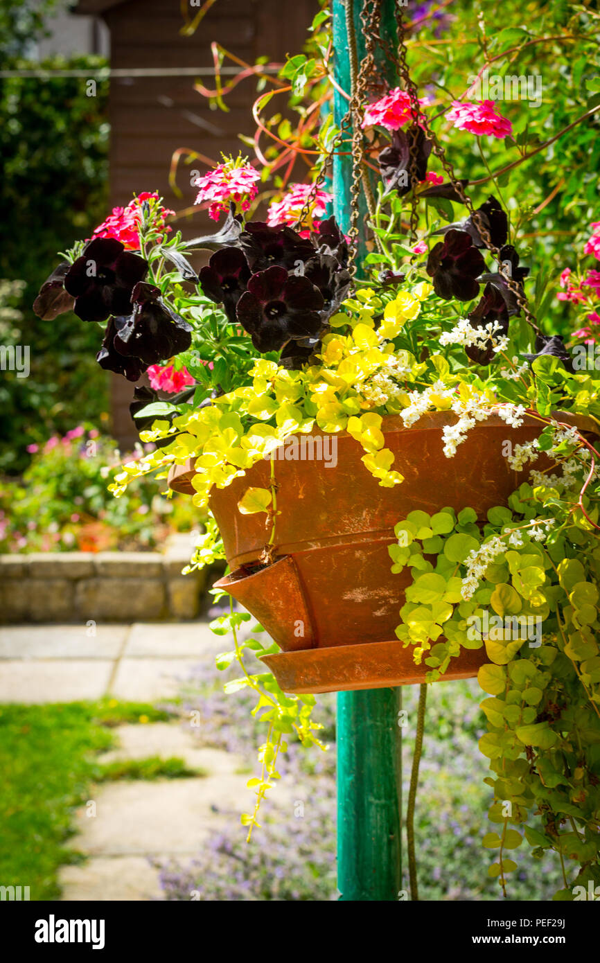 Black petunias in hanging basket in the home garden. Stock Photo