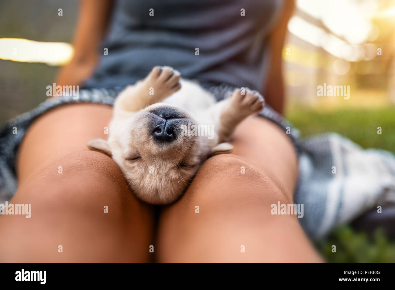 young cute labrador retriever dog puppy Stock Photo