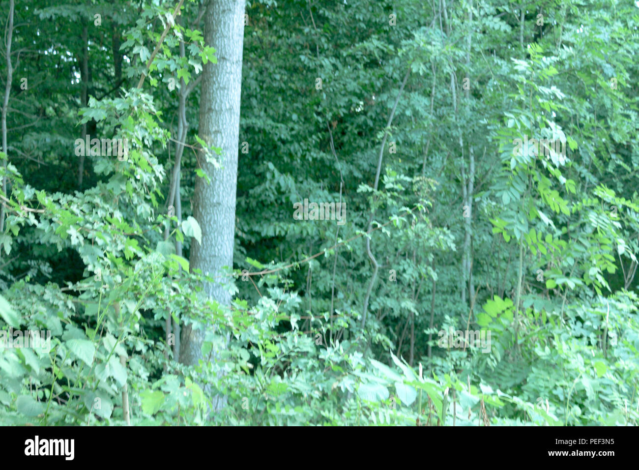Germany Stuttgart city jungle on the hills and mountains Lush Tropical ...