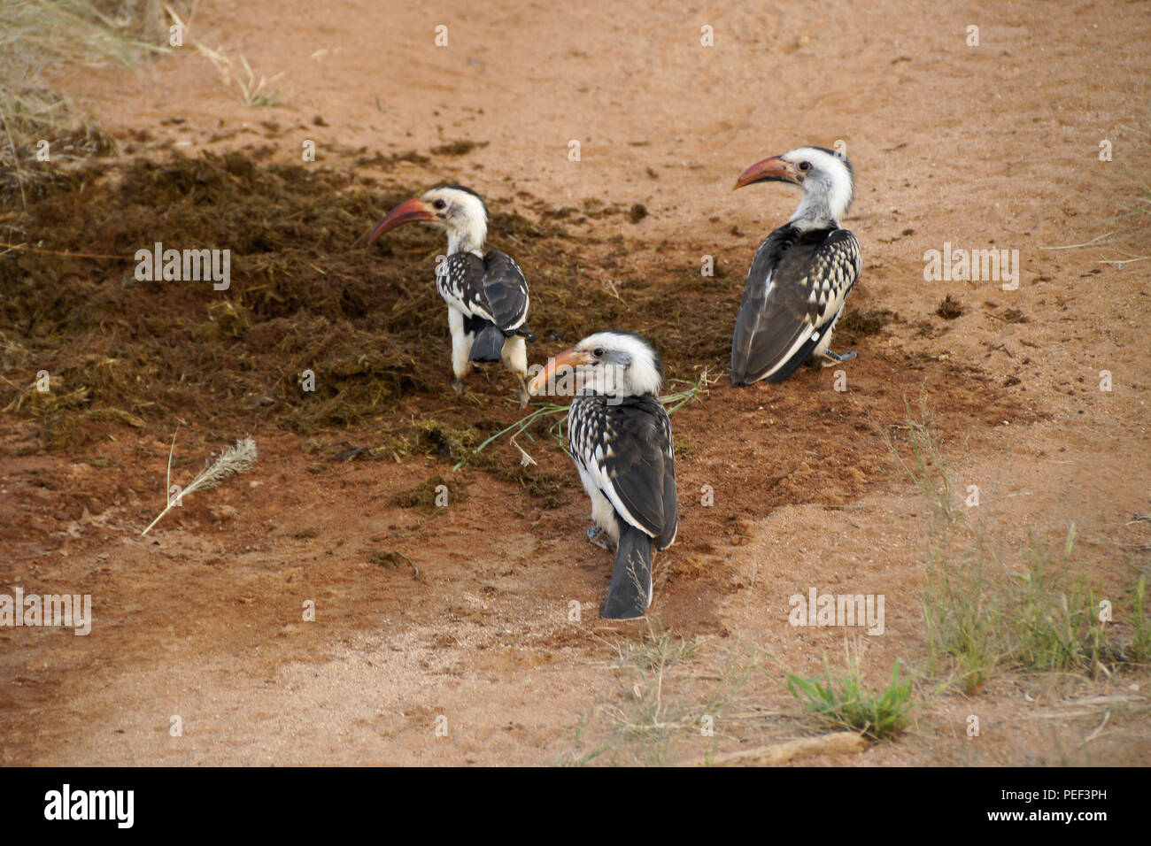 Red-billed hornbills searching for food in elephant dung, Samburu Game Reserve, Kenya Stock Photo