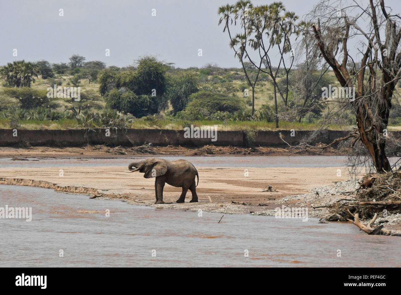 Solitary elephant drinking at Ewaso (Uaso) Nyiro river with doum palms in background, Samburu Game Reserve, Kenya Stock Photo