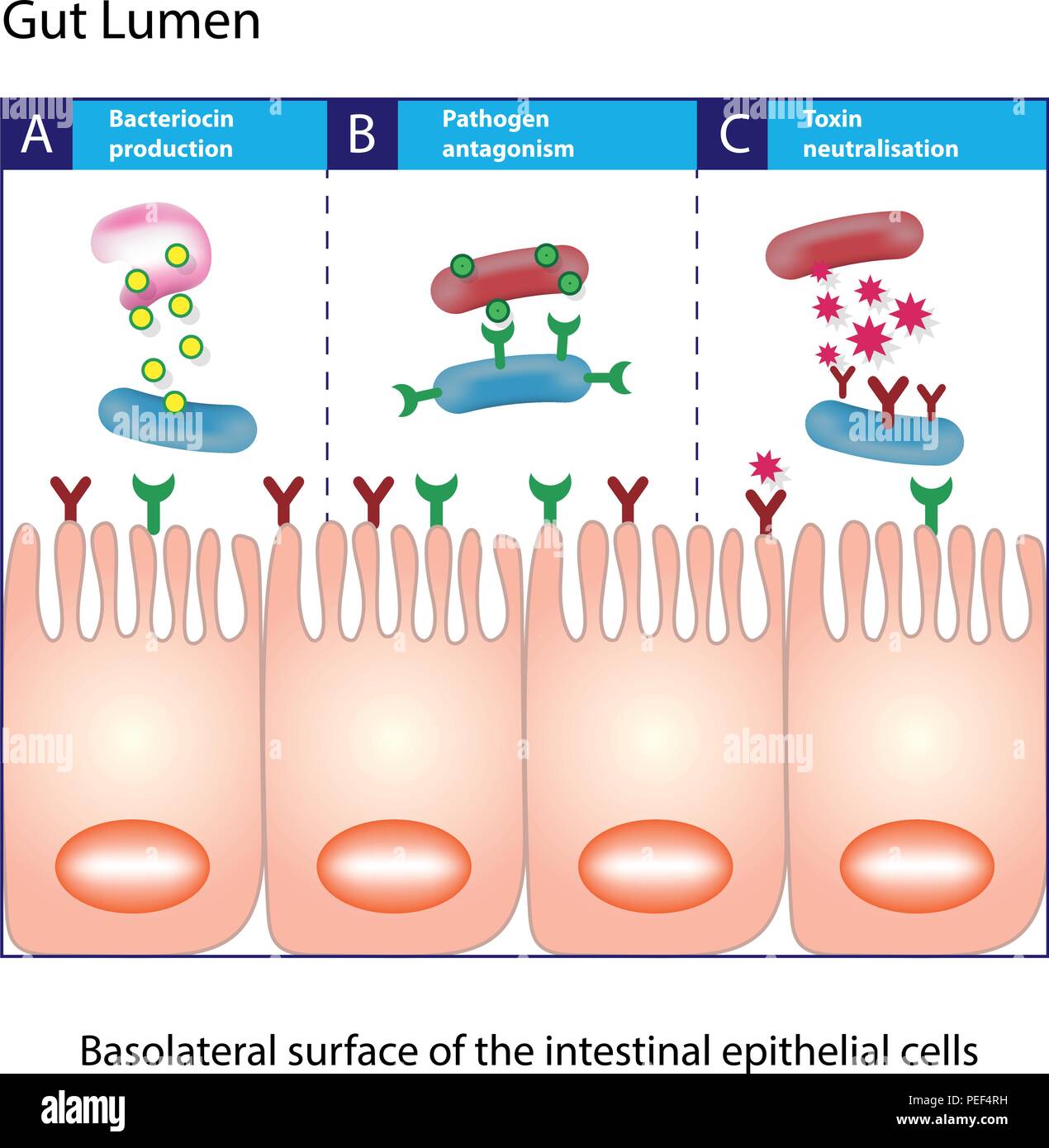 Gut lumen. Enterocytes, or intestinal absorptive cells. Small intestine. Columnar epithelial cells Stock Vector