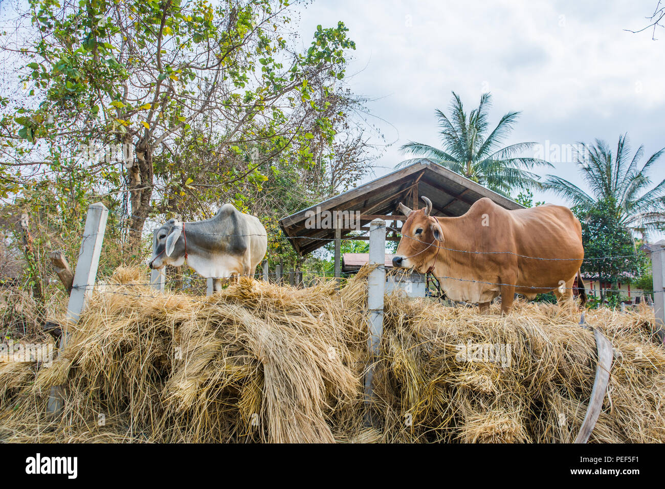 Cow on country road farmland in Khemarat district, Ubon Ratchathani, Thailand Stock Photo