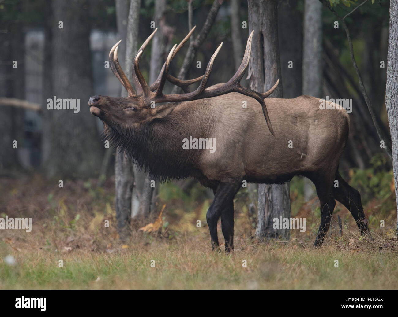 Elk rutting hi-res stock photography and images - Alamy
