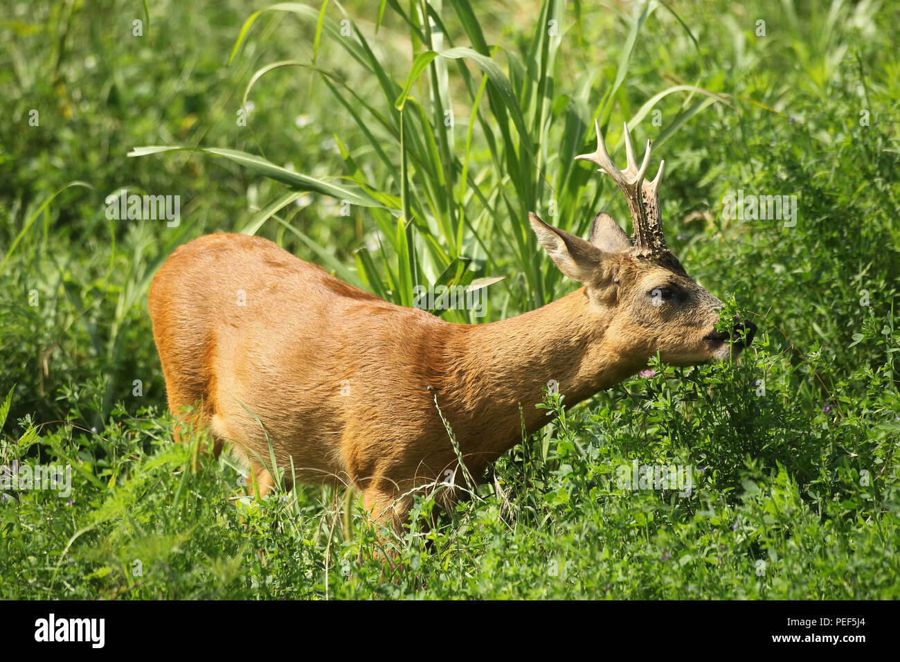 European roe (Capreolus capreolus), deerbock in red summer coat feeding in Alfalfa field (Medicago sativa), South Hungary Stock Photo