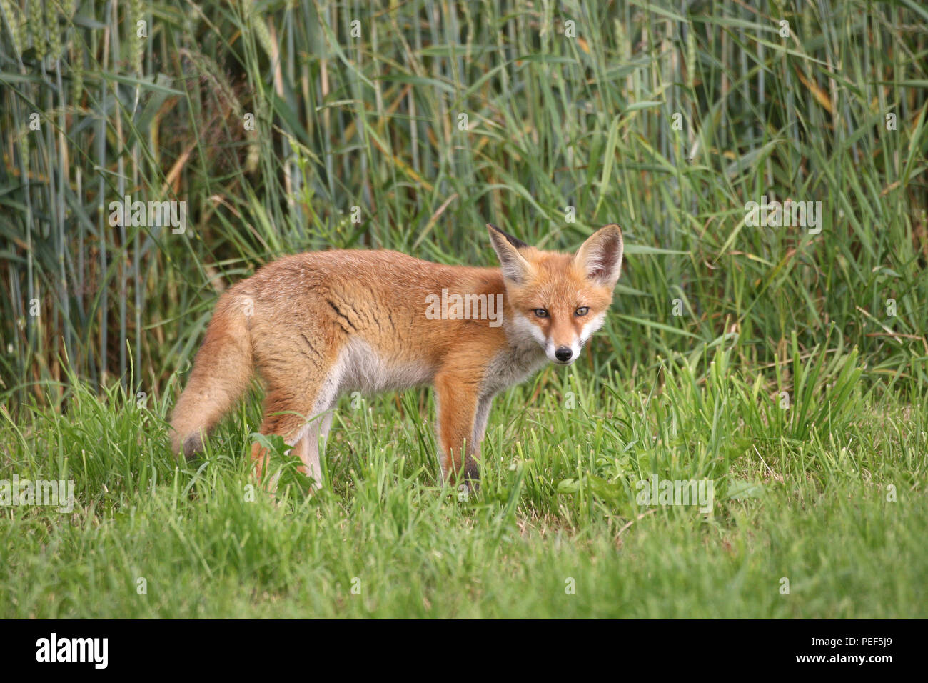 Jungfuchs (Vulpes vulpes) in front of a wheat field, Bavaria, Germany Stock Photo