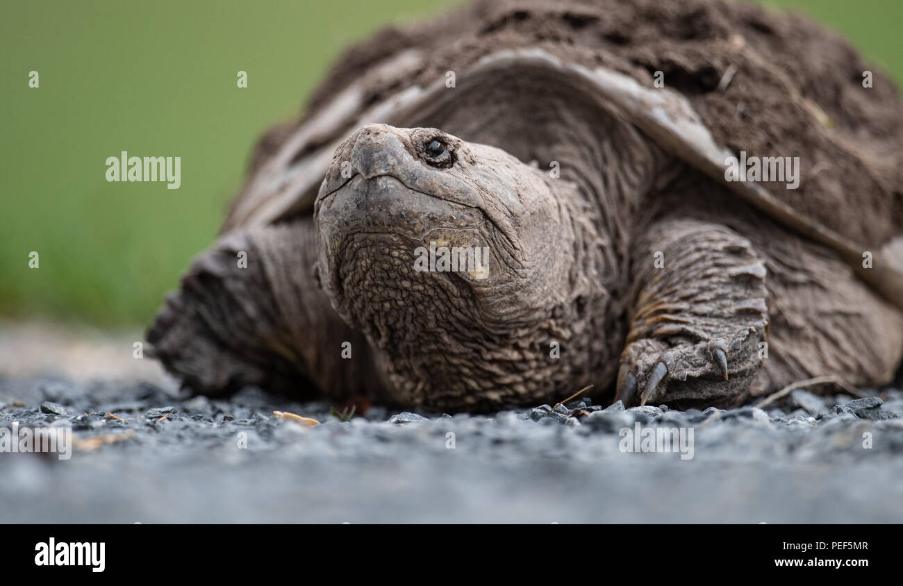 Snapping turtle Stock Photo