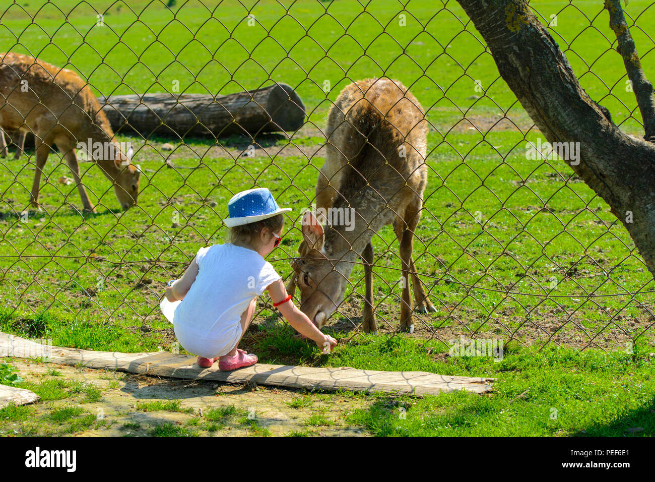 A little girl feeds a young deer in a zoo in the summer during the moulting period against a
